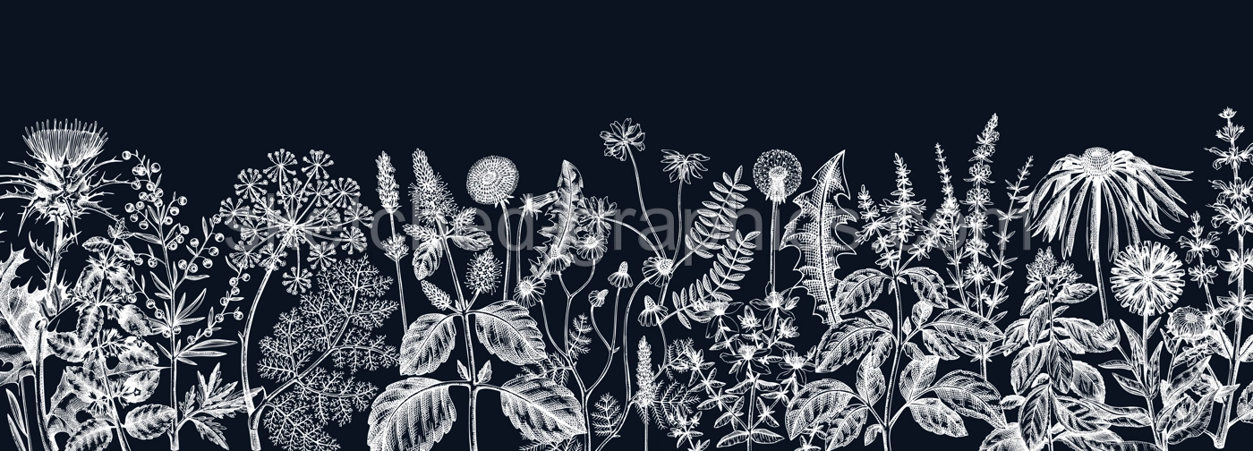 Vector herbs and meadows background on chalkboard. Aromatic plants vintage banner. Medicinal herb sketches. Botanical design for cosmetics, perfumery, herbal tea and herbal medicine. Floral backdrop Illustration